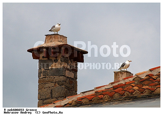 , Gull, Larus, Linnaeus, gulls, ������, ������, �����������, �����������, �����������, ���������. ������, �����������, ��������������, ���������, ��������, ����������� ���������, ��������, �, �����, ���������, ���������, ���������, ���������, ���������, ��������, ��������, ������, ���������, ���������, ����, ��, �����, ������, ������, ����������, ���������� ���������, �����������, �����������, ������, �������������, �������������, �������������, �������������, �����, �����