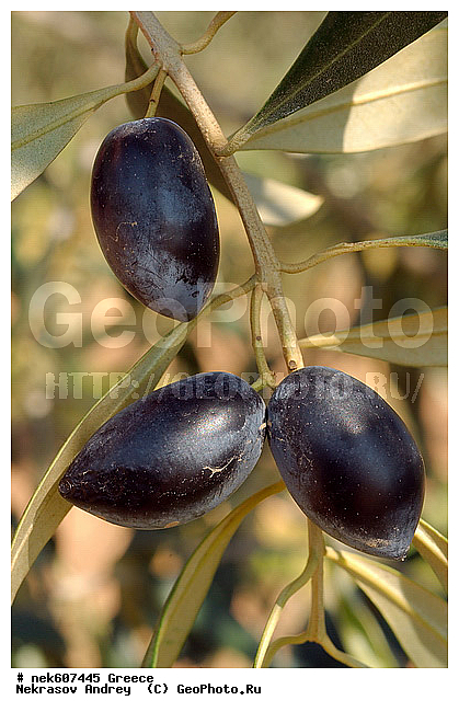 Olea europaea, ������, �����������, ����������, ������, �����������, �����������, �����������, ���������, ����������, ���́��, ����� �����������, ���������������, ��������, ���������, ����������� ���������, �, �����, ���������, ���������, ���������, ���������, ���������, ���, ������, ��������, ��������, ������, ���������, ���������, �������, �������, ����, ��, �����, ������, ������, �����, ������, ������, ����, ����, ����������, ���������� ���������, �����������, �����������, ��������, ������, ��������� ��������, ���������, ����������� �����, ����������� ����, ������, �������������, �������������, �������������, �������������, ������, ������ ��������, �����, ���������� ��������, ������� ��������, ������� ��������, �������������������� ��������, ���������� ��������, ������������, ������������, ������, �����, XYZ, ����������, ���������, Oleaceae, ������� �����������, ����� �����������, ����� ����������, ��������� ������, Olea europaea, ������ ��������, �����, ���������� ��������, ������� ��������, ������� ��������, �������������������� ��������, ���������� ��������, ������������, ������������, ������, �����, XYZ, ����������, ���������, Oleaceae, ������� �����������, ����� �����������, ����� ����������, ��������� ������, Olea europaea