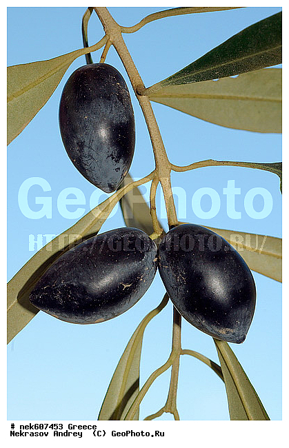 Olea europaea, ������, �����������, ����������, ������, �����������, �����������, �����������, ���������, ����������, ���́��, ����� �����������, ���������������, ��������, ���������, ����������� ���������, �, �����, ���������, ���������, ���������, ���������, ���������, ���, ������, ��������, ��������, ������, ���������, ���������, �������, �������, ����, ��, �����, ������, ������, �����, ������, ������, ����, ����, ����������, ���������� ���������, �����������, �����������, ��������, ������, ��������� ��������, ���������, ����������� �����, ����������� ����, ������, �������������, �������������, �������������, �������������, ������, ������ ��������, �����, ���������� ��������, ������� ��������, ������� ��������, �������������������� ��������, ���������� ��������, ������������, ������������, ������, �����, XYZ, ����������, ���������, Oleaceae, ������� �����������, ����� �����������, ����� ����������, ��������� ������, Olea europaea, ������ ��������, �����, ���������� ��������, ������� ��������, ������� ��������, �������������������� ��������, ���������� ��������, ������������, ������������, ������, �����, XYZ, ����������, ���������, Oleaceae, ������� �����������, ����� �����������, ����� ����������, ��������� ������, Olea europaea