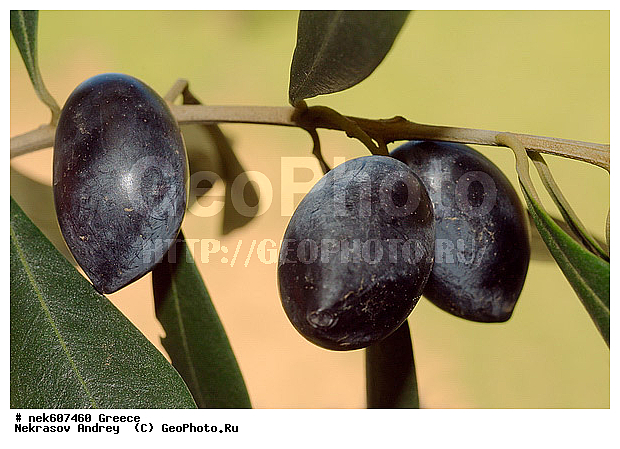 Olea europaea, ������, �����������, ����������, ������, �����������, �����������, �����������, ���������, ����������, ���́��, ����� �����������, ���������������, ��������, ���������, ����������� ���������, �, �����, ���������, ���������, ���������, ���������, ���������, ���, ������, ��������, ��������, ������, ���������, ���������, �������, �������, ����, ��, �����, ������, ������, �����, ������, ������, ����, ����, ����������, ���������� ���������, �����������, �����������, ��������, ������, ��������� ��������, ���������, ����������� �����, ����������� ����, ������, �������������, �������������, �������������, �������������, ������, ������ ��������, �����, ���������� ��������, ������� ��������, ������� ��������, �������������������� ��������, ���������� ��������, ������������, ������������, ������, �����, XYZ, ����������, ���������, Oleaceae, ������� �����������, ����� �����������, ����� ����������, ��������� ������, Olea europaea, ������ ��������, �����, ���������� ��������, ������� ��������, ������� ��������, �������������������� ��������, ���������� ��������, ������������, ������������, ������, �����, XYZ, ����������, ���������, Oleaceae, ������� �����������, ����� �����������, ����� ����������, ��������� ������, Olea europaea