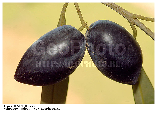 Olea europaea, ������, �����������, ����������, ������, �����������, �����������, �����������, ���������, ����������, ���́��, ����� �����������, ���������������, ��������, ���������, ����������� ���������, �, ������, ������, �����, ���������, ���������, ���������, ���������, ���������, ����, ���, ������, ��������, ��������, ������, ���������, ���������, �������, �������, ����, ��, �����, ������, ������, �����, ������, ����, ������, ����, ����, ����������, ���������� ���������, �����������, �����������, ��������, ������, ��������� ��������, ���������, ����������� �����, ����������� ����, ������, �������������, �������������, �������������, �������������, ������, ������ ��������, �����, ���������� ��������, ������� ��������, ������� ��������, �������������������� ��������, ���������� ��������, ������������, ������������, ������, �����, XYZ, ����������, ���������, Oleaceae, ������� �����������, ����� �����������, ����� ����������, ��������� ������, Olea europaea, ������ ��������, �����, ���������� ��������, ������� ��������, ������� ��������, �������������������� ��������, ���������� ��������, ������������, ������������, ������, �����, XYZ, ����������, ���������, Oleaceae, ������� �����������, ����� �����������, ����� ����������, ��������� ������, Olea europaea