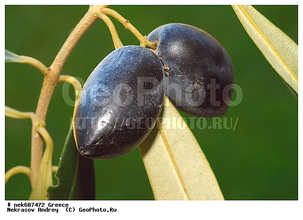 Olea europaea, ������, �����������, ����������, ������, �����������, �����������, �����������, ���������, ����������, ���́��, ����� �����������, ���������������, ��������, ���������, ����������� ���������, �, ������, ������, �����, ���������, ���������, ���������, ���������, ���������, ����, ���, ������, ��������, ��������, ������, ���������, ���������, �������, �������, ����, ��, �����, ������, ������, �����, ������, ����, ������, ����, ����, ����������, ���������� ���������, �����������, �����������, ��������, ������, ��������� ��������, ���������, ����������� �����, ����������� ����, ������, �������������, �������������, �������������, �������������, ������, ������ ��������, �����, ���������� ��������, ������� ��������, ������� ��������, �������������������� ��������, ���������� ��������, ������������, ������������, ������, �����, XYZ, ����������, ���������, Oleaceae, ������� �����������, ����� �����������, ����� ����������, ��������� ������, Olea europaea, ������ ��������, �����, ���������� ��������, ������� ��������, ������� ��������, �������������������� ��������, ���������� ��������, ������������, ������������, ������, �����, XYZ, ����������, ���������, Oleaceae, ������� �����������, ����� �����������, ����� ����������, ��������� ������, Olea europaea