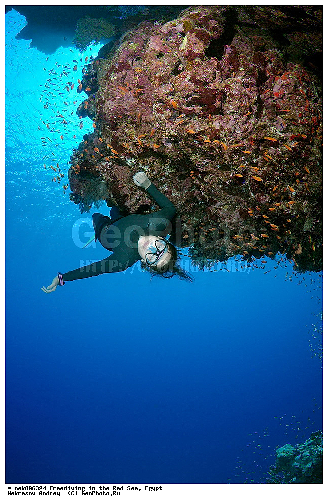 ����������, ������� ����, ����, ������, ������, ���������, ����������, �����, ��������, ���������, ������, �����, �����, �������, �������������, ���, ������, ���������, ��������, ���������, ��������� ���, ���������, ����������, ���������, ��� �����, ������, �������, ����������, ���, ����, ���������� ���