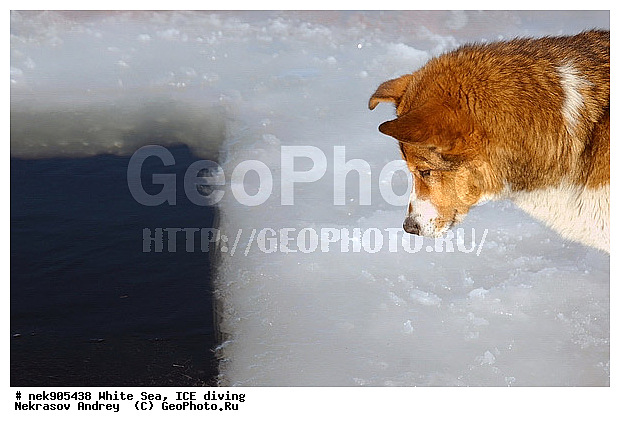 ICE diving, �������, �����������, �����������, �����������, �����������, ����� ����, ����������, ����������, ����������, �������, ��������� ���, ������, ������� �����, ��������, �����������, ������������, �����, �����, ����, ������, ������, ������, �����, ������, �������, ���������, ����, ���, �������, ����������, ����������, ������, �������, �������, �������, �������, �����, ������, �����, ����, �����, ����, ������, ������, ��������, ���, ���������, ��������� ����������, ���������, ��������� ��������, ���������, ���������, ��������� ���, ���������, ���������, ��������� ��������, ���������, ���������, ��������� �������, ����������, ���������, ��������, �����������, �����������, �����, ������, ��������, ��������, ��������, ������, �����, ����, �������, �����, �����, ������, ������, �������, �������� ����, ����������� ����, ����� ����, �����������, �����������, ����� ����