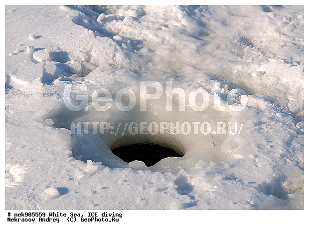 ICE diving, Phoca hispida, Schreber, �������, �����������, �����������, �����������, �����������, ����� ����, ��������, ����������, ����������, ����������, �������, ��������� �����, ����������, �������������, ������� �������������, ��������� ������, �����, ������������ ������, ��������� ���, ������, ������� �����, ������, ������, ��������, ��������, �����������, ������������, �����, �����, �����, ����, ������, ������ �������������, ������, ������, �����, ������, �������, ��������, ���������, ����, ���, �������, ����������, ����������, ������, �������, �������, �������, �������, �����, ������, �����, ����, �����, �������������, ����, ������� �������������, �����, ������, ������, ��������, ���, ���������, ��������� ����������, ���������, ��������� ��������, ���������, ���������, ��������� ���, ���������, ���������, ��������� ��������, ���������, ���������, ��������� �������, ����������, ���������, ��������, �����������, �����������, �����, ������, ��������, ��������, ��������, ������, �����, ����, �������, �����, �����, ������, ������, ������, ������, �������, �������� ����, ����������� ����, ����� ����, �����������, �����������, ����� ����