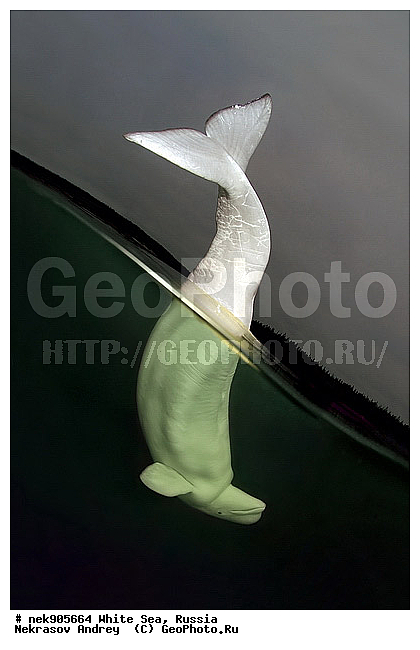 Cetacea, Delphinapterus, Delphinapterus leucas, Delphinidae, ICE diving, Monodontidae, Odontoceti, �������, �����������, �����������, �����������, �����������, ����� ����, ������, ������, ������������, ��������, ����������, ����������, ����������, �������, ������������, �������������, ������� �������������, ��������� ���, �����������, ������, ������� �����, ��������, ��������, �����������, �������, ������, ������ ����, ��������, ����, ������, ������, ������, �����, ������, �������, ������, �������, �������, ��������, ����� �������, ��������, ��������, ����� ���������, ����� ����, ���������, ����, ����, ���, ����, ����, ���, �����, ����, �����, ����, ������� �����, �������, ������� ��������, ������� �������������, �������, ������, ���������, ��������� ����, ���������, �����, ������, ����������, ���������� ��� ����, ���, ���������, ��������� ����������, ���������, ���������, ��������� ��������, ���������, ��������� ����������, ���������, ��������� ���, ��������� �����, ��� �����, ���������, ���������, ��������� ��������, ���������, ���������, ��������� �������, ��������, ��������, ����������, �����������, �����������, �����, ������, ��������, ��������, ��������, ������, �����, ����, �����, �����, �����, ������, ������, �������, ������� �������������, ������� �������������, ������� �����, XYZ, ����������, Monodontidae, ������, Delphinapterus leucas, ������� �������������, ������� �������������, ������� �����, XYZ, ����������, Monodontidae, ������, Delphinapterus leucas, �������� ����, ����������� ����, ����� ����, �����������, �����������, ����� ����