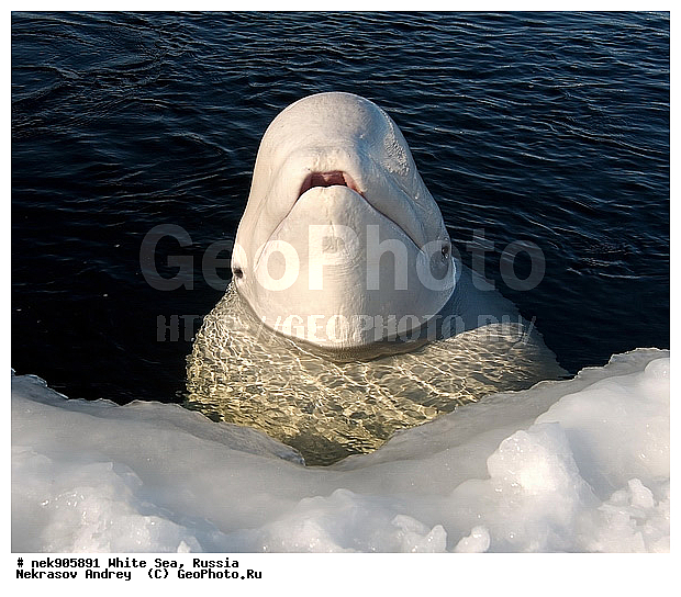 Cetacea, Delphinapterus, Delphinapterus leucas, Delphinidae, ICE diving, Monodontidae, Odontoceti, �������, �����������, �����������, �����������, �����������, ����� ����, ������, ������, ������������, ��������, ����������, ����������, ����������, �������, ������������, �������������, ������� �������������, ��������� ���, �����������, ������, ������� �����, ��������, ��������, �����������, �������, ������, ������ ����, ��������, ����, ������, ������, ������, �����, ������, �������, ������, �������, �������, ��������, ����� �������, ��������, ��������, ����� ���������, ����� ����, ���������, ����, ����, ���, ����, ����, ���, �����, ����, �����, ����, ������� �����, �������, ������� ��������, ������� �������������, �������, ������, ���������, ��������� ����, ���������, �����, ������, ����������, ���������� ��� ����, ���, ���������, ��������� ����������, ���������, ���������, ��������� ��������, ���������, ��������� ����������, ���������, ��������� ���, ��������� �����, ��� �����, ���������, ���������, ��������� ��������, ���������, ���������, ��������� �������, ��������, ��������, ����������, �����������, �����������, �����, ������, ��������, ��������, ��������, ������, �����, ����, �����, �����, ������, ������, �������, ������� �������������, ������� �������������, ������� �����, XYZ, ����������, Monodontidae, ������, Delphinapterus leucas, ������� �������������, ������� �������������, ������� �����, XYZ, ����������, Monodontidae, ������, Delphinapterus leucas, �������� ����, ����������� ����, ����� ����, �����������, �����������, ����� ����