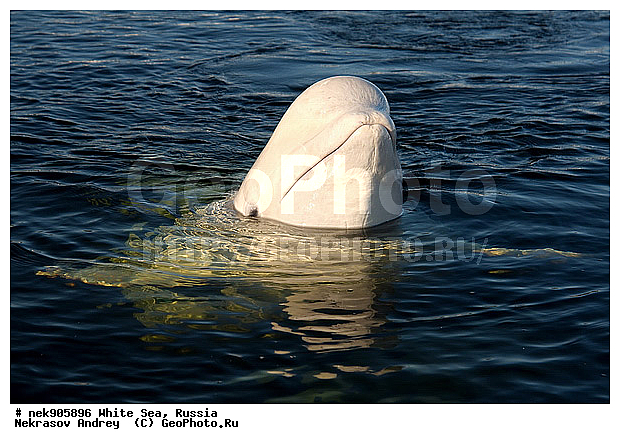 Cetacea, Delphinapterus, Delphinapterus leucas, Delphinidae, ICE diving, Monodontidae, Odontoceti, �������, �����������, �����������, �����������, �����������, ����� ����, ������, ������, ������������, ��������, ����������, ����������, ����������, �������, ������������, �������������, ������� �������������, ��������� ���, �����������, ������, ������� �����, ��������, ��������, �����������, �������, ������, ������ ����, ��������, ����, ������, ������, ������, �����, ������, �������, ������, �������, �������, ��������, ����� �������, ��������, ��������, ����� ���������, ����� ����, ���������, ����, ����, ���, ����, ����, ���, �����, ����, �����, ����, ������� �����, �������, ������� ��������, ������� �������������, �������, ������, ���������, ��������� ����, ���������, �����, ������, ����������, ���������� ��� ����, ���, ���������, ��������� ����������, ���������, ���������, ��������� ��������, ���������, ��������� ����������, ���������, ��������� ���, ��������� �����, ��� �����, ���������, ���������, ��������� ��������, ���������, ���������, ��������� �������, ��������, ��������, ����������, �����������, �����������, �����, ������, ��������, ��������, ��������, ������, �����, ����, �����, �����, ������, ������, �������, ������� �������������, ������� �������������, ������� �����, XYZ, ����������, Monodontidae, ������, Delphinapterus leucas, ������� �������������, ������� �������������, ������� �����, XYZ, ����������, Monodontidae, ������, Delphinapterus leucas, �������� ����, ����������� ����, ����� ����, �����������, �����������, ����� ����