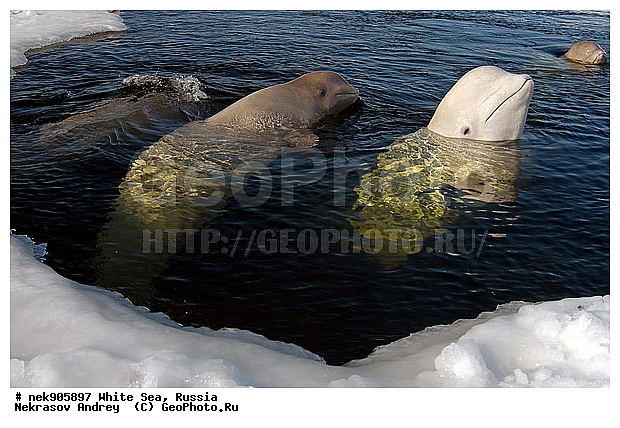 Cetacea, Delphinapterus, Delphinapterus leucas, Delphinidae, ICE diving, Monodontidae, Odontoceti, �������, �����������, �����������, �����������, �����������, ����� ����, ������, ������, ������������, ��������, ����������, ����������, ����������, �������, ������������, �������������, ������� �������������, ��������� ���, �����������, ������, ������� �����, ��������, ��������, �����������, �������, ������, ������ ����, ��������, ����, ������, ������, ������, �����, ������, �������, ������, �������, �������, ��������, ����� �������, ��������, ��������, ����� ���������, ����� ����, ���������, ����, ����, ���, ����, ����, ���, �����, ����, �����, ����, ������� �����, �������, ������� ��������, ������� �������������, �������, ������, ���������, ��������� ����, ���������, �����, ������, ����������, ���������� ��� ����, ���, ���������, ��������� ����������, ���������, ���������, ��������� ��������, ���������, ��������� ����������, ���������, ��������� ���, ��������� �����, ��� �����, ���������, ���������, ��������� ��������, ���������, ���������, ��������� �������, ��������, ��������, ����������, �����������, �����������, �����, ������, ��������, ��������, ��������, ������, �����, ����, �����, �����, ������, ������, �������, ������� �������������, ������� �������������, ������� �����, XYZ, ����������, Monodontidae, ������, Delphinapterus leucas, ������� �������������, ������� �������������, ������� �����, XYZ, ����������, Monodontidae, ������, Delphinapterus leucas, �������� ����, ����������� ����, ����� ����, �����������, �����������, ����� ����
