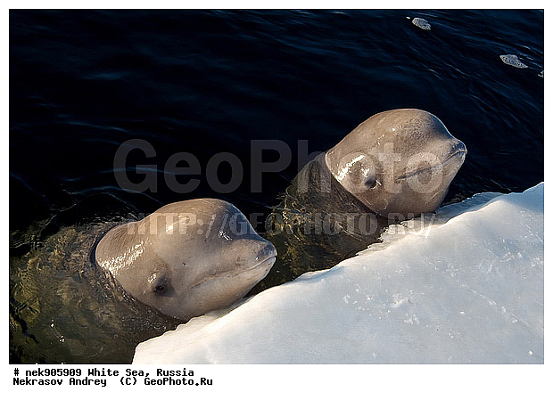 Cetacea, Delphinapterus, Delphinapterus leucas, Delphinidae, ICE diving, Monodontidae, Odontoceti, �������, �����������, �����������, �����������, �����������, ����� ����, ������, ������, ������������, ��������, ����������, ����������, ����������, �������, ������������, �������������, ������� �������������, ��������� ���, �����������, ������, ������� �����, ��������, ��������, �����������, �������, ������, ������ ����, ��������, ������, ������, ����, ������, ������, ������, �����, ������, �������, ������, �������, ����, �������, ��������, ����� �������, ��������, ��������, ����� ���������, ����� ����, ���������, ����, ����, ���, ����, ����, ���, �����, ����, �����, ����, ������� �����, �������, ������� ��������, ������� �������������, �������, ������, ���������, ��������� ����, ���������, �����, ����, ������, ����������, ���������� ��� ����, ���, ���������, ��������� ����������, ���������, ���������, ��������� ��������, ���������, ��������� ����������, ���������, ��������� ���, ��������� �����, ��� �����, ��������, ���������, ���������, ��������� ��������, ���������, ���������, ��������� �������, ��������, ��������, ����������, �����������, �����������, �����, ������, ��������, ��������, ��������, ������, �����, ����, �����, �����, ������, ������, �������, ���, ����, ����, ������� �������������, ������� �������������, ������� �����, XYZ, ����������, Monodontidae, ������, Delphinapterus leucas, ������� �������������, ������� �������������, ������� �����, XYZ, ����������, Monodontidae, ������, Delphinapterus leucas, �������� ����, ����������� ����, ����� ����, �����������, �����������, ����� ����