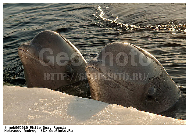 Cetacea, Delphinapterus, Delphinapterus leucas, Delphinidae, ICE diving, Monodontidae, Odontoceti, �������, �����������, �����������, �����������, �����������, ����� ����, ������, ������, ������������, ��������, ����������, ����������, ����������, �������, ������������, �������������, ������� �������������, ��������� ���, �����������, ������, ������� �����, ��������, ��������, �����������, �������, ������, ������ ����, ��������, ������, ������, ����, ������, ������, ������, �����, ������, �������, ������, �������, ����, �������, ��������, ����� �������, ��������, ��������, ����� ���������, ����� ����, ���������, ����, ����, ���, ����, ����, ���, �����, ����, �����, ����, ������� �����, �������, ������� ��������, ������� �������������, �������, ������, ���������, ��������� ����, ���������, �����, ����, ������, ����������, ���������� ��� ����, ���, ���������, ��������� ����������, ���������, ���������, ��������� ��������, ���������, ��������� ����������, ���������, ��������� ���, ��������� �����, ��� �����, ���������, ���������, ��������� ��������, ���������, ���������, ��������� �������, ��������, ��������, ����������, �����������, �����������, �����, ������, ��������, ��������, ��������, ������, �����, ����, �����, �����, ������, ������, �������, ���, ����, ����, ������� �������������, ������� �������������, ������� �����, XYZ, ����������, Monodontidae, ������, Delphinapterus leucas, ������� �������������, ������� �������������, ������� �����, XYZ, ����������, Monodontidae, ������, Delphinapterus leucas, �������� ����, ����������� ����, ����� ����, �����������, �����������, ����� ����