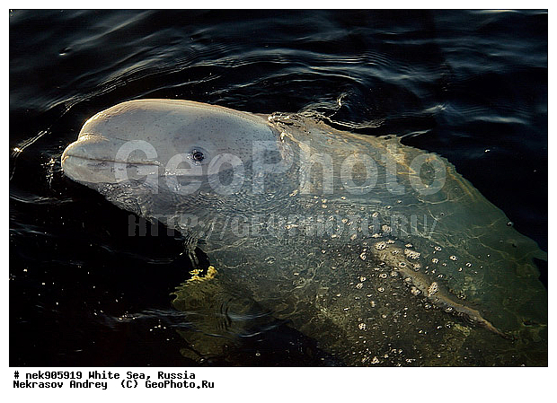 Cetacea, Delphinapterus, Delphinapterus leucas, Delphinidae, ICE diving, Monodontidae, Odontoceti, �������, �����������, �����������, �����������, �����������, ����� ����, ������, ������, ������������, ��������, ����������, ����������, ����������, �������, ������������, �������������, ������� �������������, ��������� ���, �����������, ������, ������� �����, ��������, ��������, �����������, �������, ������, ������ ����, ��������, ����, ������, ������, ������, �����, ������, �������, ������, �������, �������, ��������, ����� �������, ��������, ��������, ����� ���������, ����� ����, ���������, ����, ����, ���, ����, ����, ���, �����, ����, �����, ����, ������� �����, �������, ������� ��������, ������� �������������, �������, ������, ���������, ��������� ����, ���������, �����, ������, ����������, ���������� ��� ����, ���, ���������, ��������� ����������, ���������, ���������, ��������� ��������, ���������, ��������� ����������, ���������, ��������� ���, ��������� �����, ��� �����, ���������, ���������, ��������� ��������, ���������, ���������, ��������� �������, ��������, ��������, ����������, �����������, �����������, �����, ������, ��������, ��������, ��������, ������, �����, ����, �����, �����, ������, ������, �������, ������� �������������, ������� �������������, ������� �����, XYZ, ����������, Monodontidae, ������, Delphinapterus leucas, ������� �������������, ������� �������������, ������� �����, XYZ, ����������, Monodontidae, ������, Delphinapterus leucas, �������� ����, ����������� ����, ����� ����, �����������, �����������, ����� ����