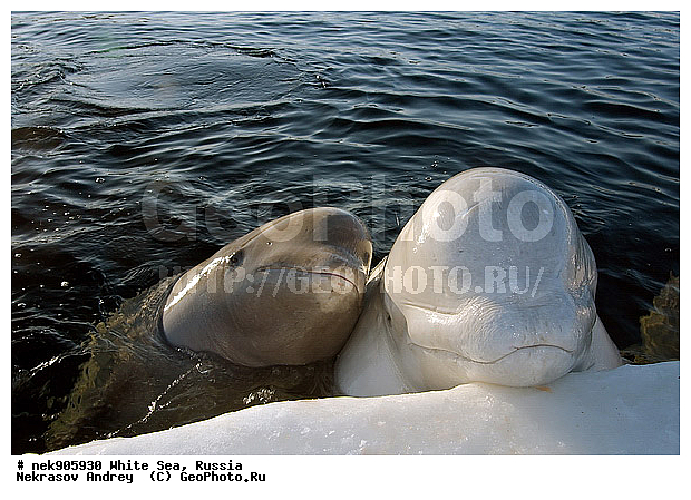 Cetacea, Delphinapterus, Delphinapterus leucas, Delphinidae, ICE diving, Monodontidae, Odontoceti, �������, �����������, �����������, �����������, �����������, ����� ����, ������, ������, ������������, ��������, ����������, ����������, ����������, �������, ������������, �������������, ������� �������������, ��������� ���, �����������, ������, ������� �����, ��������, ��������, �����������, �������, ������, ������ ����, ��������, ������, ������, ����, ������, ������, ������, �����, ������, �������, ������, �������, ����, �������, ��������, ����� �������, ��������, ��������, ����� ���������, ����� ����, ���������, ����, ����, ���, ����, ����, ���, �����, ����, �����, ����, ������� �����, �������, ������� ��������, ������� �������������, �������, ������, ���������, ��������� ����, ���������, �����, ����, ������, ����������, ���������� ��� ����, ���, ���������, ��������� ����������, ���������, ���������, ��������� ��������, ���������, ��������� ����������, ���������, ��������� ���, ��������� �����, ��� �����, ���������, ���������, ��������� ��������, ���������, ���������, ��������� �������, ��������, ��������, ����������, �����������, �����������, �����, ������, ��������, ��������, ��������, ������, �����, ����, �����, �����, ������, ������, �������, ���, ����, ����, ������� �������������, ������� �������������, ������� �����, XYZ, ����������, Monodontidae, ������, Delphinapterus leucas, ������� �������������, ������� �������������, ������� �����, XYZ, ����������, Monodontidae, ������, Delphinapterus leucas, �������� ����, ����������� ����, ����� ����, �����������, �����������, ����� ����