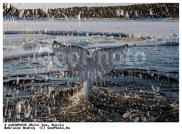 Cetacea, Delphinapterus, Delphinapterus leucas, Delphinidae, ICE diving, Monodontidae, Odontoceti, �������, �����������, �����������, �����������, �����������, ����� ����, ������, ������, ������������, ��������, ����������, ����������, ����������, �������, ������������, �������������, ������� �������������, ��������� ���, �����������, ������, ������� �����, ��������, ��������, �����������, �������, ������, ������ ����, ��������, ����, ������, ������, ������, �����, ������, �������, ������, �������, �������, ��������, ����� �������, ��������, ��������, ����� ���������, ����� ����, ���������, ����, ����, ���, ����, ����, ���, �����, ����, �����, ����, ������� �����, �������, ������� ��������, ������� �������������, �������, ������, ���������, ��������� ����, ���������, �����, ������, ����������, ���������� ��� ����, ���, ���������, ��������� ����������, ���������, ���������, ��������� ��������, ���������, ��������� ����������, ���������, ��������� ���, ��������� �����, ��� �����, ���������, ���������, ��������� ��������, ���������, ���������, ��������� �������, ��������, ��������, ����������, �����������, �����������, �����, ������, ��������, ��������, ��������, ������, �����, ����, �����, �����, ������, ������, �������, ������� �������������, ������� �������������, ������� �����, XYZ, ����������, Monodontidae, ������, Delphinapterus leucas, ������� �������������, ������� �������������, ������� �����, XYZ, ����������, Monodontidae, ������, Delphinapterus leucas, �������� ����, ����������� ����, ����� ����, �����������, �����������, ����� ����