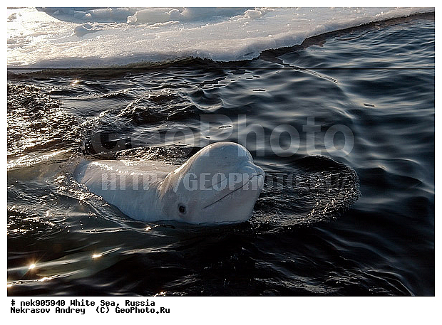 Cetacea, Delphinapterus, Delphinapterus leucas, Delphinidae, ICE diving, Monodontidae, Odontoceti, �������, �����������, �����������, �����������, �����������, ����� ����, ������, ������, ������������, ��������, ����������, ����������, ����������, �������, ������������, �������������, ������� �������������, ��������� ���, �����������, ������, ������� �����, ��������, ��������, �����������, �������, ������, ������ ����, ��������, ����, ������, ������, ������, �����, ������, �������, ������, �������, �������, ��������, ����� �������, ��������, ��������, ����� ���������, ����� ����, ���������, ����, ����, ���, ����, ����, ���, �����, ����, �����, ����, ������� �����, �������, ������� ��������, ������� �������������, �������, ������, ���������, ��������� ����, ���������, �����, ������, ����������, ���������� ��� ����, ���, ���������, ��������� ����������, ���������, ���������, ��������� ��������, ���������, ��������� ����������, ���������, ��������� ���, ��������� �����, ��� �����, ���������, ���������, ��������� ��������, ���������, ���������, ��������� �������, ��������, ��������, ����������, �����������, �����������, �����, ������, ��������, ��������, ��������, ������, �����, ����, �����, �����, ������, ������, �������, ������� �������������, ������� �������������, ������� �����, XYZ, ����������, Monodontidae, ������, Delphinapterus leucas, ������� �������������, ������� �������������, ������� �����, XYZ, ����������, Monodontidae, ������, Delphinapterus leucas, �������� ����, ����������� ����, ����� ����, �����������, �����������, ����� ����