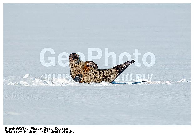 ICE diving, Phoca hispida, Schreber, ����� ����, ��������, �������, ��������� �����, ����������, �������������, ������� �������������, ��������� ������, �����, ������������ ������, ��������� ���, ������, ������� �����, ������, ������, ��������, ��������, �����������, �����, ����, ������, ������ �������������, ������, ������, �����, ������, �������, ��������, ��������, ����, ���, �����, ����, �����, �������������, ����, ������� ��������, ������� �������������, �����, ������, ������, ���, ���������, ��������� ����������, ���������, ��������� ��������, ���������, ���������, ��������� ���, ���������, ���������, ��������� ��������, ���������, ���������, ��������� �������, �����������, �����������, �����, �����, ����, �����, �����, ������, ������, ������, ������, �������, ������� �������������, ������� �������������, ������� �����, XYZ, ��������� ������, Phocidae, ��������� �����, ��������� ������, �����, Pusa hispida, ������� �������������, ������� �������������, ������� �����, XYZ, ��������� ������, Phocidae, ��������� �����, ��������� ������, �����, Pusa hispida, �������� ����, ����������� ����, ����� ����, �����������, �����������, ����� ����