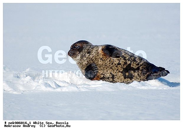 ICE diving, Phoca hispida, Schreber, ����� ����, ��������, �������, ��������� �����, ����������, �������������, ������� �������������, ��������� ������, �����, ������������ ������, ��������� ���, ������, ������� �����, ������, ������, ��������, ��������, �����������, �����, ����, ������, ������ �������������, ������, ������, �����, ������, �������, ��������, ��������, ����, ���, �����, ����, �����, �������������, ����, ������� ��������, ������� �������������, �����, ������, ������, ���, ���������, ��������� ����������, ���������, ��������� ��������, ���������, ���������, ��������� ���, ��������, ���������, ���������, ��������� ��������, ���������, ���������, ��������� �������, �����������, �����������, �����, �����, ����, �����, �����, ������, ������, ������, ������, �������, ������� �������������, ������� �������������, ������� �����, XYZ, ��������� ������, Phocidae, ��������� �����, ��������� ������, �����, Pusa hispida, ������� �������������, ������� �������������, ������� �����, XYZ, ��������� ������, Phocidae, ��������� �����, ��������� ������, �����, Pusa hispida, �������� ����, ����������� ����, ����� ����, �����������, �����������, ����� ����