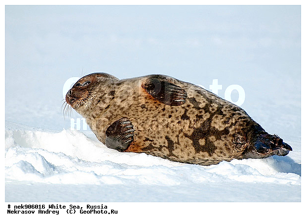 ICE diving, Phoca hispida, Schreber, ����� ����, ��������, �������, ��������� �����, ����������, �������������, ������� �������������, ��������� ������, �����, ������������ ������, ��������� ���, ������, ������� �����, ������, ������, ��������, ��������, �����������, �����, ����, ������, ������ �������������, ������, ������, �����, ������, �������, ��������, ��������, ����, ���, �����, ����, �����, �������������, ����, ������� ��������, ������� �������������, �����, ������, ������, ���, ���������, ��������� ����������, ���������, ��������� ��������, ���������, ���������, ��������� ���, ��������, ���������, ���������, ��������� ��������, ���������, ���������, ��������� �������, �����������, �����������, �����, �����, ����, �����, �����, ������, ������, ������, ������, �������, ������� �������������, ������� �������������, ������� �����, XYZ, ��������� ������, Phocidae, ��������� �����, ��������� ������, �����, Pusa hispida, ������� �������������, ������� �������������, ������� �����, XYZ, ��������� ������, Phocidae, ��������� �����, ��������� ������, �����, Pusa hispida, �������� ����, ����������� ����, ����� ����, �����������, �����������, ����� ����