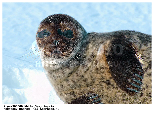 ICE diving, Phoca hispida, Schreber, ����� ����, ��������, �������, ��������� �����, ����������, �������������, ������� �������������, ��������� ������, �����, ������������ ������, ��������� ���, ������, ������� �����, ������, ������, ��������, �����, ����, ������, ������ �������������, ������, ������, �����, ��������, ��������, ����, ���, �������������, ����, ������� ��������, ������� �������������, �����, ������, ���, ���������, ���������, ���������, ���������, ���������, ���������, ���������, ���������, �������, �����������, �����������, �����, ����, ������, ������, ������, ������, ���, ������, ������� �������������, ������� �������������, ������� �����, XYZ, ��������� ������, Phocidae, ��������� �����, ��������� ������, �����, Pusa hispida, ������� �������������, ������� �������������, ������� �����, XYZ, ��������� ������, Phocidae, ��������� �����, ��������� ������, �����, Pusa hispida, �������� ����, ����������� ����, ����� ����, �����������, �����������, ����� ����