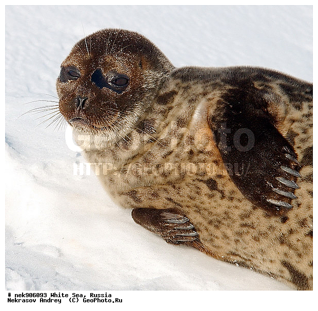 ICE diving, Phoca hispida, Schreber, ����� ����, ��������, �������, ��������� �����, ����������, �������������, ������� �������������, ��������� ������, �����, ������������ ������, ��������� ���, ������, ������� �����, ������, ������, ��������, �����, ����, ������, ������ �������������, ������, ������, �����, ��������, ��������, ����, ���, �������������, ����, ������� ��������, ������� �������������, �����, ������, ���, ���������, ���������, ���������, ���������, ���������, ���������, ���������, ���������, �������, �����������, �����������, �����, ����, ������, ������, ������, ������, ���, ������, ������� �������������, ������� �������������, ������� �����, XYZ, ��������� ������, Phocidae, ��������� �����, ��������� ������, �����, Pusa hispida, ������� �������������, ������� �������������, ������� �����, XYZ, ��������� ������, Phocidae, ��������� �����, ��������� ������, �����, Pusa hispida, �������� ����, ����������� ����, ����� ����, �����������, �����������, ����� ����