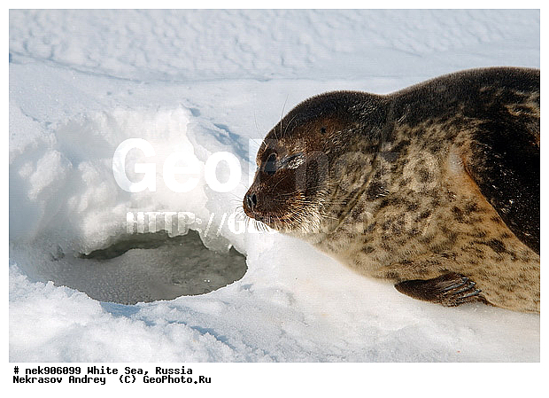 ICE diving, Phoca hispida, Schreber, ����� ����, ��������, �������, ��������� �����, ����������, �������������, ������� �������������, ��������� ������, �����, ������������ ������, ��������� ���, ������, ������� �����, ������, ������, ��������, �����, ����, ������, ������ �������������, ������, ������, �����, ��������, ��������, ����, ���, �������������, ����, ������� ��������, ������� �������������, �����, ������, ���, ���������, ���������, ���������, ���������, ���������, ���������, ���������, ���������, �����������, �����������, �����, ����, ������, ������, ������, ������� �������������, ������� �������������, ������� �����, XYZ, ��������� ������, Phocidae, ��������� �����, ��������� ������, �����, Pusa hispida, ������� �������������, ������� �������������, ������� �����, XYZ, ��������� ������, Phocidae, ��������� �����, ��������� ������, �����, Pusa hispida, �������� ����, ����������� ����, ����� ����, �����������, �����������, ����� ����