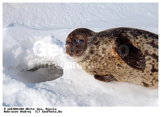 ICE diving, Phoca hispida, Schreber, ����� ����, ��������, �������, ��������� �����, ����������, �������������, ������� �������������, ��������� ������, �����, ������������ ������, ��������� ���, ������, ������� �����, ������, ������, ��������, �����, ����, ������, ������ �������������, ������, ������, �����, ��������, ��������, ����, ���, �������������, ����, ������� ��������, ������� �������������, �����, ������, ���, ���������, ���������, ���������, ���������, ���������, ���������, ���������, ���������, �����������, �����������, �����, ����, ������, ������, ������, ������� �������������, ������� �������������, ������� �����, XYZ, ��������� ������, Phocidae, ��������� �����, ��������� ������, �����, Pusa hispida, ������� �������������, ������� �������������, ������� �����, XYZ, ��������� ������, Phocidae, ��������� �����, ��������� ������, �����, Pusa hispida, �������� ����, ����������� ����, ����� ����, �����������, �����������, ����� ����