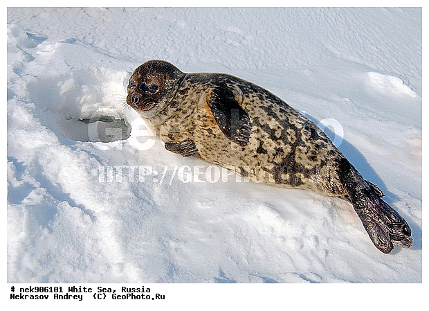 ICE diving, Phoca hispida, Schreber, ����� ����, ��������, �������, ��������� �����, ����������, �������������, ������� �������������, ��������� ������, �����, ������������ ������, ��������� ���, ������, ������� �����, ������, ������, ��������, ��������, �����������, �����, ����, ������, ������ �������������, ������, ������, �����, ������, �������, ��������, ��������, ����, ���, �����, ����, �����, �������������, ����, ������� ��������, ������� �������������, �����, ������, ������, ���, ���������, ��������� ����������, ���������, ��������� ��������, ���������, ���������, ��������� ���, ���������, ���������, ��������� ��������, ���������, ���������, ��������� �������, �����������, �����������, �����, �����, ����, �����, �����, ������, ������, ������, ������, �������, ������� �������������, ������� �������������, ������� �����, XYZ, ��������� ������, Phocidae, ��������� �����, ��������� ������, �����, Pusa hispida, ������� �������������, ������� �������������, ������� �����, XYZ, ��������� ������, Phocidae, ��������� �����, ��������� ������, �����, Pusa hispida, �������� ����, ����������� ����, ����� ����, �����������, �����������, ����� ����