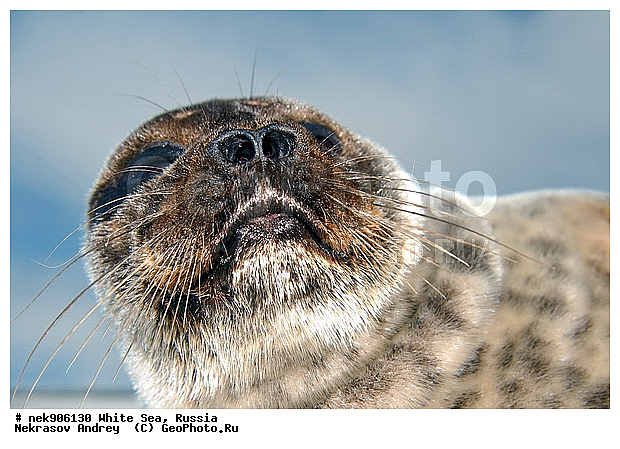 ICE diving, Phoca hispida, Schreber, ����� ����, ��������, �������, ��������� �����, ����������, �������������, ������� �������������, ��������� ������, �����, ������������ ������, ��������� ���, ������, ������� �����, ������, ������, ��������, �����, ����, ������, ������ �������������, ������, ������, �����, ��������, ��������, ����, ���, �������������, ����, ������� ��������, ������� �������������, �����, ������, ���, ���������, ���������, ���������, ���������, ���������, ���������, ���������, ���������, �����������, �����������, �����, ����, ������, ������, ������, ������� �������������, ������� �������������, ������� �����, XYZ, ��������� ������, Phocidae, ��������� �����, ��������� ������, �����, Pusa hispida, ������� �������������, ������� �������������, ������� �����, XYZ, ��������� ������, Phocidae, ��������� �����, ��������� ������, �����, Pusa hispida, �������� ����, ����������� ����, ����� ����, �����������, �����������, ����� ����