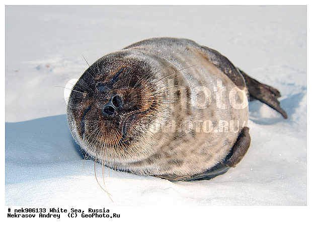 ICE diving, Phoca hispida, Schreber, ����� ����, ��������, �������, ��������� �����, ����������, �������������, ������� �������������, ��������� ������, �����, ������������ ������, ��������� ���, ������, ������� �����, ������, ������, ��������, �����, ����, ������, ������ �������������, ������, ������, �����, ��������, ��������, ����, ���, �������������, ����, ������� ��������, ������� �������������, �����, ������, ���, ���������, ���������, ���������, ���������, ���������, ���������, ���������, ���������, �����������, �����������, �����, ����, ������, ������, ������, ������� �������������, ������� �������������, ������� �����, XYZ, ��������� ������, Phocidae, ��������� �����, ��������� ������, �����, Pusa hispida, ������� �������������, ������� �������������, ������� �����, XYZ, ��������� ������, Phocidae, ��������� �����, ��������� ������, �����, Pusa hispida, �������� ����, ����������� ����, ����� ����, �����������, �����������, ����� ����