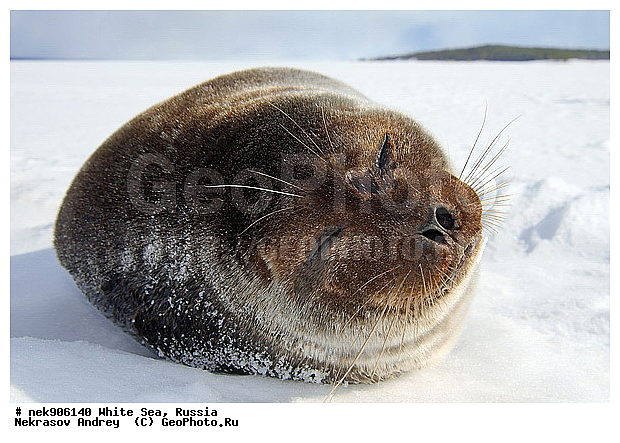 ICE diving, Phoca hispida, Schreber, ����� ����, ��������, �������, ��������� �����, ����������, �������������, ������� �������������, ��������� ������, �����, ������������ ������, ��������� ���, ������, ������� �����, ������, ������, ��������, �����, ����, ������, ������ �������������, ������, ������, �����, ��������, ��������, ����, ���, �������������, ����, ������� ��������, ������� �������������, �����, ������, ���, ���������, ���������, ���������, ���������, ���������, ���������, ���������, ���������, �����������, �����������, �����, ����, ������, ������, ������, ������� �������������, ������� �������������, ������� �����, XYZ, ��������� ������, Phocidae, ��������� �����, ��������� ������, �����, Pusa hispida, ������� �������������, ������� �������������, ������� �����, XYZ, ��������� ������, Phocidae, ��������� �����, ��������� ������, �����, Pusa hispida, �������� ����, ����������� ����, ����� ����, �����������, �����������, ����� ����