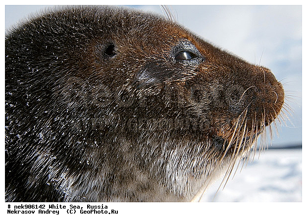 ICE diving, Phoca hispida, Schreber, ����� ����, ��������, �������, ��������� �����, ����������, �������������, ������� �������������, ��������� ������, �����, ������������ ������, ��������� ���, ������, ������� �����, ������, ������, ��������, �����, ����, ������, ������ �������������, ������, ������, �����, ��������, ��������, ����, ���, �������������, ����, ������� ��������, ������� �������������, �����, ������, ���, ���������, ���������, ���������, ���������, ���������, ���������, ���������, ���������, �������, �����������, �����������, �����, ����, ������, ������, ������, ������, ���, ������, ������� �������������, ������� �������������, ������� �����, XYZ, ��������� ������, Phocidae, ��������� �����, ��������� ������, �����, Pusa hispida, ������� �������������, ������� �������������, ������� �����, XYZ, ��������� ������, Phocidae, ��������� �����, ��������� ������, �����, Pusa hispida, �������� ����, ����������� ����, ����� ����, �����������, �����������, ����� ����