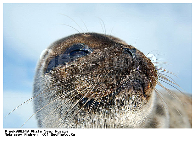 ICE diving, Phoca hispida, Schreber, ����� ����, ��������, �������, ��������� �����, ����������, �������������, ������� �������������, ��������� ������, �����, ������������ ������, ��������� ���, ������, ������� �����, ������, ������, ��������, �����, ����, ������, ������ �������������, ������, ������, �����, ��������, ��������, ����, ���, �������������, ����, ������� ��������, ������� �������������, �����, ������, ���, ���������, ���������, ���������, ���������, ���������, ���������, ���������, ���������, �������, �����������, �����������, �����, ����, ������, ������, ������, ������, ���, ������, ������� �������������, ������� �������������, ������� �����, XYZ, ��������� ������, Phocidae, ��������� �����, ��������� ������, �����, Pusa hispida, ������� �������������, ������� �������������, ������� �����, XYZ, ��������� ������, Phocidae, ��������� �����, ��������� ������, �����, Pusa hispida, �������� ����, ����������� ����, ����� ����, �����������, �����������, ����� ����