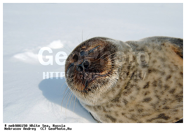 ICE diving, Phoca hispida, Schreber, ����� ����, ��������, �������, ��������� �����, ����������, �������������, ������� �������������, ��������� ������, �����, ������������ ������, ��������� ���, ������, ������� �����, ������, ������, ��������, �����, ����, ������, ������ �������������, ������, ������, �����, ��������, ��������, ����, ���, �������������, ����, ������� ��������, ������� �������������, �����, ������, ���, ���������, ���������, ���������, ���������, ���������, ���������, ���������, ���������, �������, �����������, �����������, �����, ����, ������, ������, ������, ������, ���, ������, ������� �������������, ������� �������������, ������� �����, XYZ, ��������� ������, Phocidae, ��������� �����, ��������� ������, �����, Pusa hispida, ������� �������������, ������� �������������, ������� �����, XYZ, ��������� ������, Phocidae, ��������� �����, ��������� ������, �����, Pusa hispida, �������� ����, ����������� ����, ����� ����, �����������, �����������, ����� ����