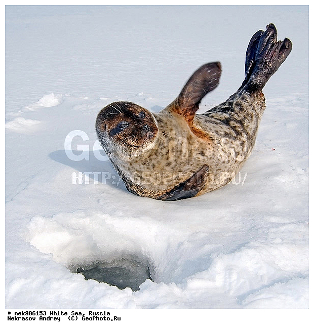 ICE diving, Phoca hispida, Schreber, ����� ����, ��������, �������, ��������� �����, ����������, �������������, ������� �������������, ��������� ������, �����, ������������ ������, ��������� ���, ������, ������� �����, ������, ������, ��������, �����, ����, ������, ������ �������������, ������, ������, �����, ��������, ��������, ����, ���, �������������, ����, ������� ��������, ������� �������������, �����, ������, ���, ���������, ���������, ���������, ���������, ���������, ���������, ���������, ���������, �����������, �����������, �����, ����, ������, ������, ������, ������� �������������, ������� �������������, ������� �����, XYZ, ��������� ������, Phocidae, ��������� �����, ��������� ������, �����, Pusa hispida, ������� �������������, ������� �������������, ������� �����, XYZ, ��������� ������, Phocidae, ��������� �����, ��������� ������, �����, Pusa hispida, �������� ����, ����������� ����, ����� ����, �����������, �����������, ����� ����