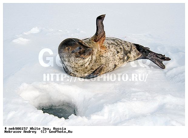 ICE diving, Phoca hispida, Schreber, ����� ����, ��������, �������, ��������� �����, ����������, �������������, ������� �������������, ��������� ������, �����, ������������ ������, ��������� ���, ������, ������� �����, ������, ������, ��������, �����, ����, ������, ������ �������������, ������, ������, �����, ��������, ��������, ����, ���, �������������, ����, ������� ��������, ������� �������������, �����, ������, ���, ���������, ���������, ���������, ���������, ���������, ���������, ���������, ���������, �����������, �����������, �����, ����, ������, ������, ������, ������� �������������, ������� �������������, ������� �����, XYZ, ��������� ������, Phocidae, ��������� �����, ��������� ������, �����, Pusa hispida, ������� �������������, ������� �������������, ������� �����, XYZ, ��������� ������, Phocidae, ��������� �����, ��������� ������, �����, Pusa hispida, �������� ����, ����������� ����, ����� ����, �����������, �����������, ����� ����
