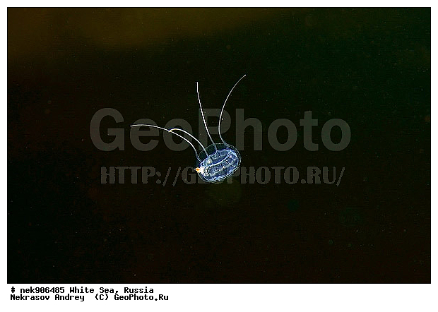 ICE diving, ����� ����, �������, ��������� ���, ������, ������� �����, ���������, ��������, �����������, ����, ������, ������, ������, �����, ������, �������, ��������, ����, ���, �����, ����, �����, �����, �����������, �����, ��������, ����, ������� ��������, ������, ������, ���, ���������, ��������� �����������, ��������� ����������, ���������, ��������� ��������, ���������, ���������, ��������� ���, ���������, ���������, ��������� ��������, ���������, ���������, ��������� �������, �������, ������� ����������, �����������, �����������, �����, �����, ����, �����, �����, ������, ������, ��������� ����, �������, �������� ����, ����������� ����, ����� ����, �����������, �����������, ����� ����