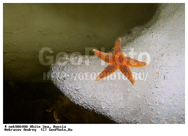 Asterias, Asterias rubens, Asteriidae, Forcipulatida, ICE diving, �������, �����������, �����������, �����������, �����������, ����� ����, ��������, ����������, ����������, ����������, ������, ���������, �������, ������� ��������, ������� �����, ��������� ���, �������� ����, ������, ������� �����, ���������, ��������, �����������, �������, ������, ������ ����, ��������, ����, ������, ������, ������, �����, ������, �������, ������, �������, ����� �������, ��������, ��������, ����� ����, ���������, ������, ������, ����, ����, ����, ���, �����, ����, �����, �����, �����������, �����, ��������, ����, ������� �����, ������� ������, �������, ������� ��������, �������, ������ ������, ������, ���������, ��������� ����, ���������, �����, ������, ����������, ���������� ��� ����, ���, ���������, ��������� �����������, ��������� ����������, ���������, ���������, ��������� ��������, ���������, ��������� ����������, ���������, ��������� ���, ��������� �����, ��� �����, ���������, ���������, ��������� ��������, ���������, ���������, ��������� �������, ��������, ��������, �������, ������� ����������, ����������, �����������, �����������, �����, ������, ��������, ��������, ��������, ������, �����, ����, �����, �����, ������, ������, ��������� ����, �������, �������� ����, ����������� ����, ����� ����, �����������, �����������, ����� ����