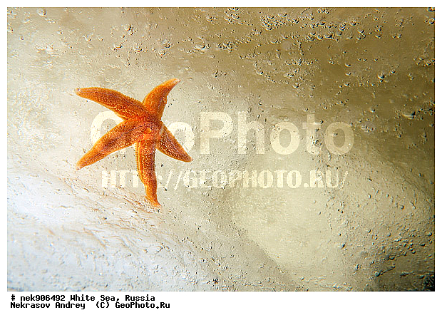 Asterias, Asterias rubens, Asteriidae, Forcipulatida, ICE diving, �������, �����������, �����������, �����������, �����������, ����� ����, ��������, ����������, ����������, ����������, ������, ���������, �������, ������� ��������, ������� �����, ��������� ���, �������� ����, ������, ������� �����, ���������, ��������, �����������, �������, ������, ������ ����, ��������, ����, ������, ������, ������, �����, ������, �������, ������, �������, ����� �������, ��������, ��������, ����� ����, ���������, ������, ������, ����, ����, ����, ���, �����, ����, �����, �����, �����������, �����, ��������, ����, ������� �����, ������� ������, �������, ������� ��������, �������, ������ ������, ������, ���������, ��������� ����, ���������, �����, ������, ����������, ���������� ��� ����, ���, ���������, ��������� �����������, ��������� ����������, ���������, ���������, ��������� ��������, ���������, ��������� ����������, ���������, ��������� ���, ��������� �����, ��� �����, ���������, ���������, ��������� ��������, ���������, ���������, ��������� �������, ��������, ��������, �������, ������� ����������, ����������, �����������, �����������, �����, ������, ��������, ��������, ��������, ������, �����, ����, �����, �����, ������, ������, ��������� ����, �������, �������� ����, ����������� ����, ����� ����, �����������, �����������, ����� ����