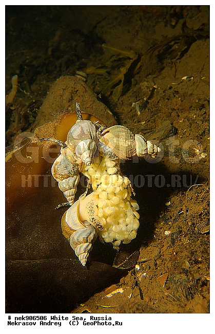 ICE diving, ����� ����, �������, ��������� ���, ������, ������� �����, ���������, ���������, ��������, �����������, ����, ������, ������, ������, �����, ������, �������, ��������, ��������, ����, ���, �����, ����, �����, �����, �����������, �����������, �����, ��������, �������, ��������, ����, ������� ��������, ��������, ����������, ������, ������, ���, ���������, ��������� �����������, ��������� ����������, ���������, ��������� ��������, ���������, ���������, ��������� ���, ��������, ���������, ���������, ��������� ��������, ���������, ���������, ��������� �������, �������, ������� ����������, �����������, �����������, �����, �����, ����, �����, �����, ������, ������, ������������, ������������, ��������� ����, �������, �������� ����, ����������� ����, ����� ����, �����������, �����������, ����� ����