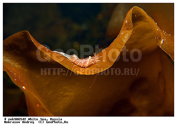 ICE diving, ����� ����, �������, ��������� ���, ������, ������� �����, ���������, ��������, �����������, ����, ������, ������, ������, �����, ������, �������, ��������, ����, ���, �����, ����, �����, �����, �����������, �����, ��������, ����, ������� ��������, ������, ������, ���, ���������, ��������� �����������, ��������� ����������, ���������, ��������� ��������, ���������, ���������, ��������� ���, ��������, ���������, ���������, ��������� ��������, ���������, ���������, ��������� �������, �������, ������� ����������, �����������, �����������, �����, �����, ����, �����, �����, ������, ������, ��������� ����, �������, �������� ����, ����������� ����, ����� ����, �����������, �����������, ����� ����