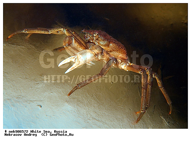 Brachyura, Hyas araneus, Hyas coarctatus, Hyas coarctatus alutaceus, ICE diving, Linnaeus, Pleocyemata, ����� ����, ����������� ������������, �������, ��������� ���, ������, ������� �����, ���������, �������������, ��������, �����������, ������, ����, ������, ������, ������, �����, ������ ����, ������, �������, ����������� ������������, ����� �������, ��������, ��������, ����� ����, ����, ����, ����-����, ���� ����, �����, ���, �����, ����, �����, ����, ������� ��������, ������� ��������, ������, ��������, ������, ���, ���������, ��������� ����������, ���������, ��������� ��������, ���������, ��������� ����, ���������, ��������� ���, ���������, ���������, ��������� ��������, ���������, ���������, ��������� �������, �������, ������� ����������, �����������, �����������, ������������, �����, �����, ����, �����, �����, ������, ������, ��������� ����, �������, �������� ����, ����������� ����, ����� ����, �����������, �����������, ����� ����