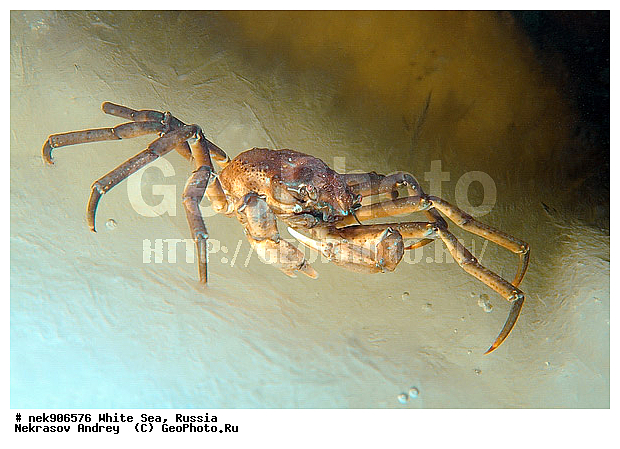 Brachyura, Hyas araneus, Hyas coarctatus, Hyas coarctatus alutaceus, ICE diving, Linnaeus, Pleocyemata, ����� ����, ����������� ������������, �������, ��������� ���, ������, ������� �����, ���������, �������������, ��������, �����������, ������, ����, ������, ������, ������, �����, ������ ����, ������, �������, ����������� ������������, ����� �������, ��������, ��������, ����� ����, ����, ����, ����-����, ���� ����, �����, ���, �����, ����, �����, ����, ������� ��������, ������� ��������, ������, ��������, ������, ���, ���������, ��������� ����������, ���������, ��������� ��������, ���������, ��������� ����, ���������, ��������� ���, ���������, ���������, ��������� ��������, ���������, ���������, ��������� �������, �������, ������� ����������, �����������, �����������, ������������, �����, �����, ����, �����, �����, ������, ������, ��������� ����, �������, �������� ����, ����������� ����, ����� ����, �����������, �����������, ����� ����