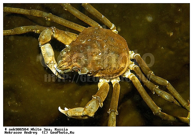 Brachyura, Hyas araneus, Hyas coarctatus, Hyas coarctatus alutaceus, ICE diving, Linnaeus, Pleocyemata, ����� ����, ����������� ������������, �������, ��������� ���, ������, ������� �����, ���������, �������������, ��������, �����������, ������, ����, ������, ������, ������, �����, ������ ����, ������, �������, ����������� ������������, ����� �������, ��������, ��������, ����� ����, ����, ����, ����-����, ���� ����, �����, ���, �����, ����, �����, ����, ������� ��������, ������� ��������, ������, ��������, ������, ���, ���������, ��������� ����������, ���������, ��������� ��������, ���������, ��������� ����, ���������, ��������� ���, ���������, ���������, ��������� ��������, ���������, ���������, ��������� �������, �������, ������� ����������, �����������, �����������, ������������, �����, �����, ����, �����, �����, ������, ������, ��������� ����, �������, �������� ����, ����������� ����, ����� ����, �����������, �����������, ����� ����