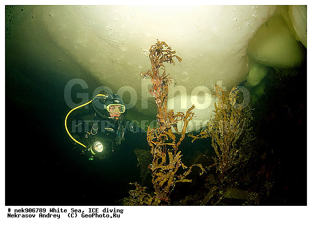 ICE diving, �������, �����������, �����������, �����������, �����������, ����� ����, ����������, ����������, ����������, �������, ��������� ���, ������, ������� �����, ��������, �����������, ������������, �����, �����, ����, ������, ������, ������, �����, ������, �������, ���������, ����, ���, �������, ����������, ����������, ������, �������, �������, �������, �������, �����, ������, �����, ����, �����, ����, ������, ������, ��������, ���, ���������, ��������� ����������, ���������, ��������� ��������, ���������, ���������, ��������� ���, ��������, ���������, ���������, ��������� ��������, ���������, ���������, ��������� �������, ����������, ���������, ��������, �����������, �����������, �����, ������, ��������, ��������, ��������, ������, �����, ����, �������, �����, �����, ������, ������, �������, �������� ����, ����������� ����, ����� ����, �����������, �����������, ����� ����