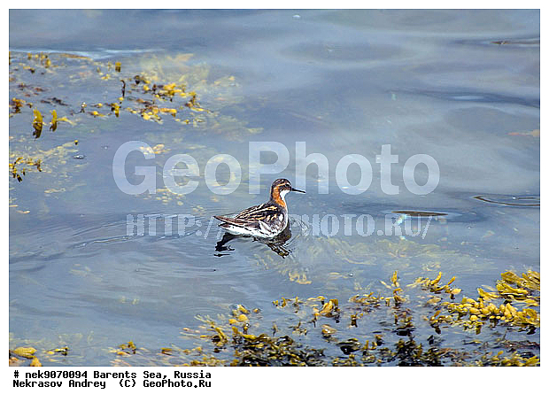 Aves, Haematopodidae, Haematopus, Limicolae, Linnaeus, Oystercatcher, �������, �������, �����������, �����������, �����������, �����������, ���������, ��������� ����, ��������, ����������, ����������, ����������, �������� ����������, �������� ������, �����, ������, ������, ���������� �������, ����������, ��������, �����������, ��������������, ������, ������� �����, ������, ��������, ������������, ���������, �����������, ����������� ������, ����, ���������, ���������, ����, ������, �����, ����, ������� �����, ������� �����, ������, �����, ��������, ����������, ��������, ��������, �������, ������� �������, �����������, �����, ������, ��������, ��������, ��������, ������, ������, ������, �����, ��������, ��������, ��������, �����������, �����, �����, �����, ������, XYZ, ���������, Scolopacidae, ����������� ���������, Phalaropus lobatus