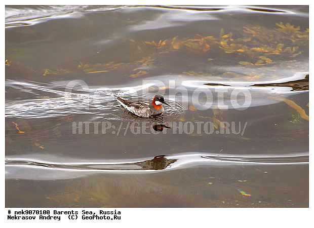 Aves, Haematopodidae, Haematopus, Limicolae, Linnaeus, Oystercatcher, �������, �������, �����������, �����������, �����������, �����������, ���������, ��������� ����, ��������, ����������, ����������, ����������, �������� ����������, �������� ������, �����, ������, ������, ���������� �������, ����������, ��������, �����������, ��������������, ������, ������� �����, ������, ��������, ������������, ���������, �����������, ����������� ������, ����, ���������, ���������, ����, ������, �����, ����, ������� �����, ������� �����, ������, �����, ��������, ����������, ��������, ��������, �������, ������� �������, �����������, �����, ������, ��������, ��������, ��������, ������, ������, ������, �����, ��������, ��������, ��������, �����������, �����, �����, �����, ������, XYZ, ���������, Scolopacidae, ����������� ���������, Phalaropus lobatus