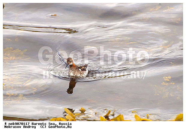 Aves, Haematopodidae, Haematopus, Limicolae, Linnaeus, Oystercatcher, �������, �������, �����������, �����������, �����������, �����������, ���������, ��������� ����, ��������, ����������, ����������, ����������, �������� ����������, �������� ������, �����, ������, ������, ���������� �������, ����������, ��������, �����������, ��������������, ������, ������� �����, ������, ��������, ������������, ��������� , �����������, ����������� ������, ����, ���������, ���������, ����, ������, �����, ����, ������� �����, ������� �����, ������, �����, ��������, ����������, ��������, ��������, �������, ������� �������, �����������, �����, ������, ��������, ��������, ��������, ������, ������, ������, �����, ��������, ��������, ��������, �����������, �����, �����, �����, ������, XYZ, ���������, Scolopacidae, ����������� ���������, Phalaropus lobatus