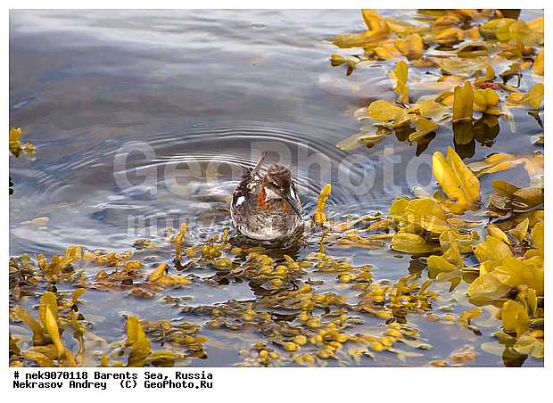 Aves, Haematopodidae, Haematopus, Limicolae, Linnaeus, Oystercatcher, �������, �������, �����������, �����������, �����������, �����������, ���������, ��������� ����, ��������, ����������, ����������, ����������, �������� ����������, �������� ������, �����, ������, ������, ���������� �������, ����������, ��������, �����������, ��������������, ������, ������� �����, ������, ��������, ������������, ��������� , �����������, ����������� ������, ����, ���������, ���������, ����, ������, �����, ����, ������� �����, ������� �����, ������, �����, ��������, ����������, ��������, ��������, �������, ������� �������, �����������, �����, ������, ��������, ��������, ��������, ������, ������, ������, �����, ��������, ��������, ��������, �����������, �����, �����, �����, ������, XYZ, ���������, Scolopacidae, ����������� ���������, Phalaropus lobatus