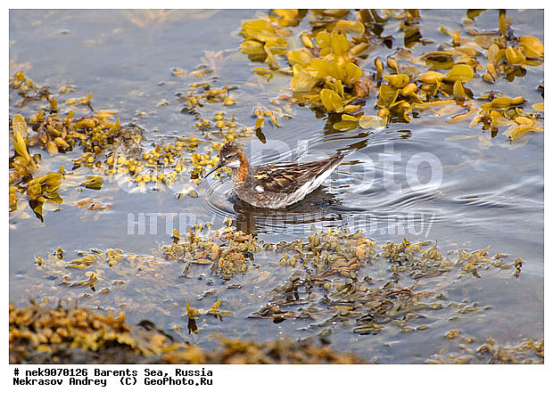 Aves, Haematopodidae, Haematopus, Limicolae, Linnaeus, Oystercatcher, �������, �������, �����������, �����������, �����������, �����������, ���������, ��������� ����, ��������, ����������, ����������, ����������, �������� ����������, �������� ������, �����, ������, ������, ���������� �������, ����������, ��������, �����������, ��������������, ������, ������� �����, ������, ��������, ������������, ��������� , �����������, ����������� ������, ����, ���������, ���������, ����, ������, �����, ����, ������� �����, ������� �����, ������, �����, ��������, ����������, ��������, ��������, �������, ������� �������, �����������, �����, ������, ��������, ��������, ��������, ������, ������, ������, �����, ��������, ��������, ��������, �����������, �����, �����, �����, ������, XYZ, ���������, Scolopacidae, ����������� ���������, Phalaropus lobatus