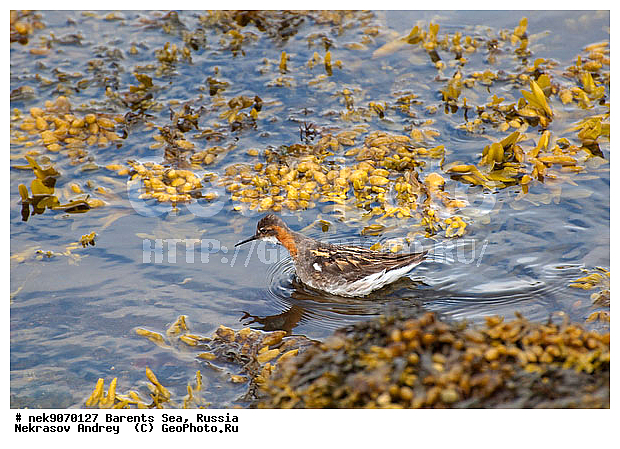 Aves, Haematopodidae, Haematopus, Limicolae, Linnaeus, Oystercatcher, �������, �������, �����������, �����������, �����������, �����������, ���������, ��������� ����, ��������, ����������, ����������, ����������, �������� ����������, �������� ������, �����, ������, ������, ���������� �������, ����������, ��������, �����������, ��������������, ������, ������� �����, ������, ��������, ������������, ��������� , �����������, ����������� ������, ����, ���������, ���������, ����, ������, �����, ����, ������� �����, ������� �����, ������, �����, ��������, ����������, ��������, ��������, �������, ������� �������, �����������, �����, ������, ��������, ��������, ��������, ������, ������, ������, �����, ��������, ��������, ��������, �����������, �����, �����, �����, ������, XYZ, ���������, Scolopacidae, ����������� ���������, Phalaropus lobatus